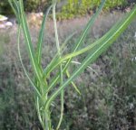 Lattughino